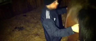 Misstänks ha förgripit sig på häst