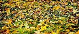 Miljötips: Låt naturen sköta trädgården