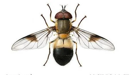 Blomflugan blir sommarens fluga och en del av Nationalnyckeln till Sveriges flora och fauna.