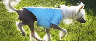 Dags för hunden att sätta på jackan