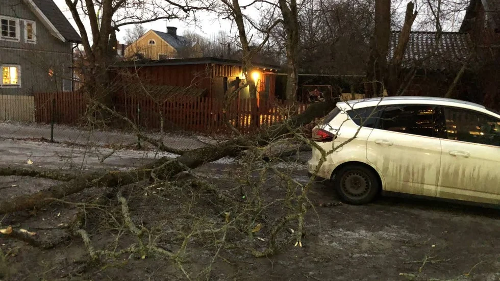 Vind. Ett gammalt träd blåste omkull i de hårda vindarna på tisdag.