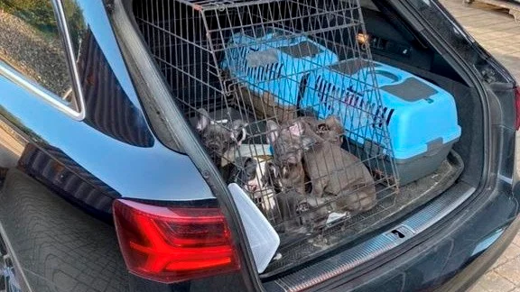 Tusentals hundar förs in i Sverige varje år. En del smugglas in. Arkivbild.