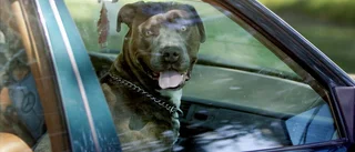 Polisens uppmaning till hundägare