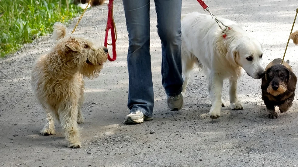 Den lösspringande hunden ska vara av rasen Wheaten Terrier, som syns här längst till vänster i bild. Bilden har inget med händelsen att göra.