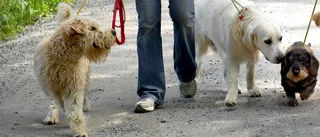 Hund på vift i Stabby backe – siktades nära Eriksskolan