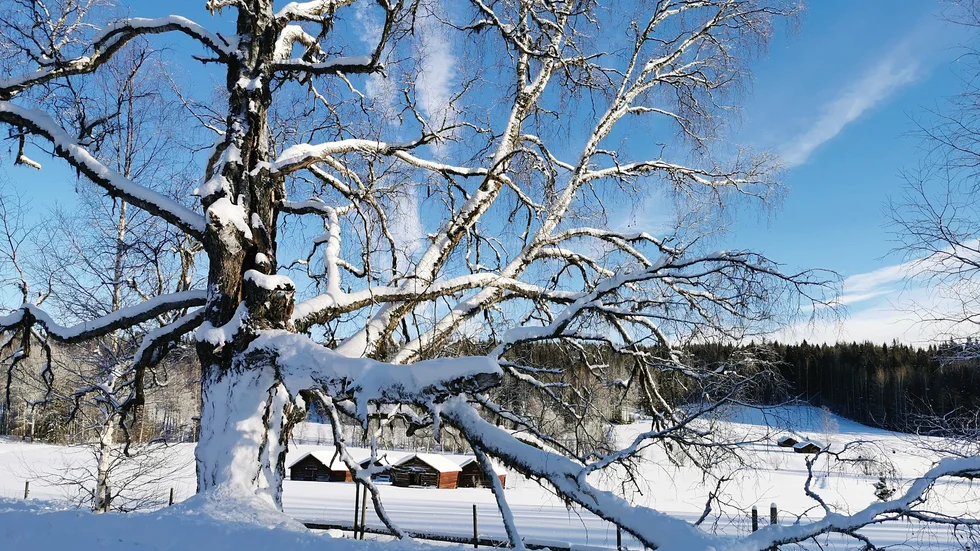 Solig dag i Rosfors.