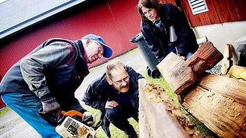 Ägaren Ola Karlsson, timmermannen Per Lundgren och Upplandsmuseets Agnetha Pettersson studerar träets snittyta