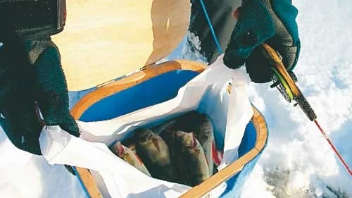 Det fanns gott om fisk att fånga i Hulingen under kommunmästerskapet i pimpling.