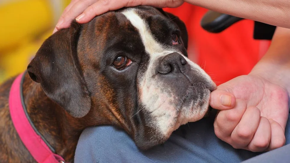 Vårdhunden Hilda, femårig boxer.