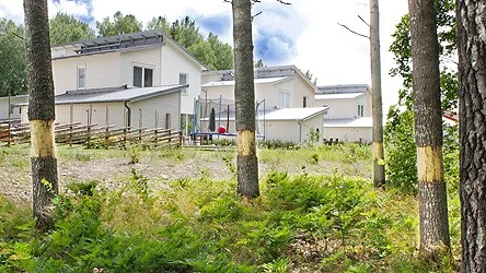 Träden i Nåntuna är det ingen som olovligen försökt döda. Det är kommunen som glesar ut skogen och därför ringbarkat sex aspar.