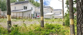 Fler träd fälls för bättre utsikt