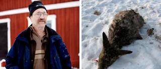 Hund attackerade rådjur