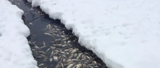 Inga bakterier bakom fiskdöd