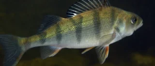 Varningen: Ät inte den här fisken från Fyrisån