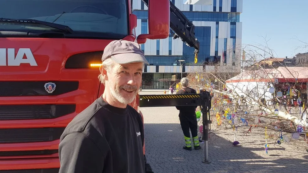 Dags att resa påskbjörken igen. Conny Alvarsson har som vanligt valt ut trädet.