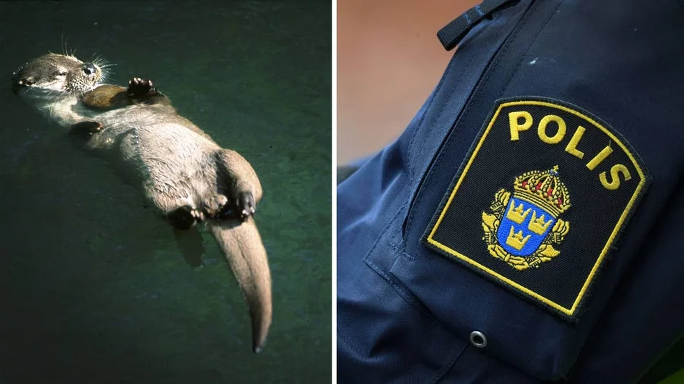 Uttern på bilden har inget med artikeln att göra. Polis larmades under torsdagsförmiddagen till en badplats där tre djur återfanns döda.