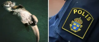 Misstänkt jaktbrott – tre döda djur