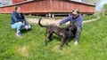 Bosse, 6, nära att dö av bettet – räddades av Maicie, 3