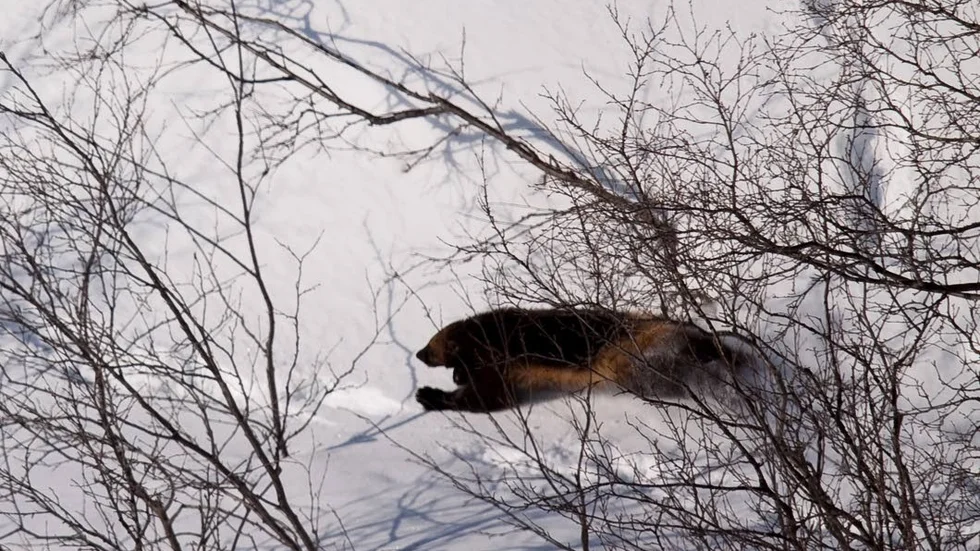 Föremål för strid. Svenska rovdjursföreningen har överklagat länsstyrelsens beslut om förebyggande skyddsjakt på elva järvar i Norrbotten.