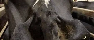 ”Kan inte minnas sist jag såg något liknande”