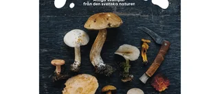 Vildplockad svamp 
