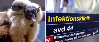 Första fall med apkoppor i Sverige – så agerar östgötska vården om det kommer lokala utbrott