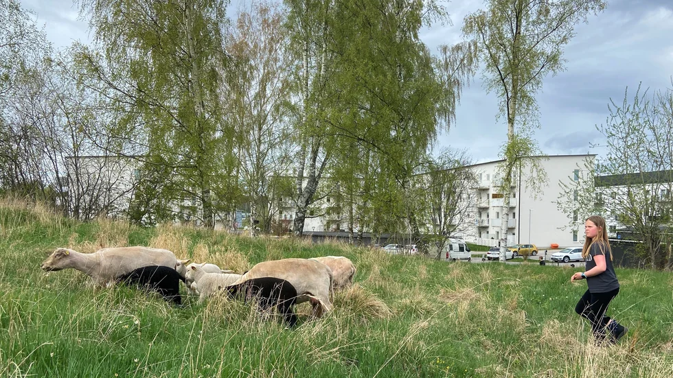"Jag ska vara här varje dag och bara njuta", säger Anja Flygare och försvinner iväg med några av fåren upppför kullen.