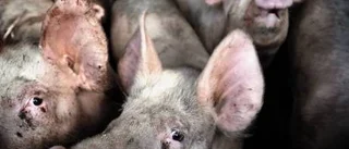 Salmonellagrisarna avlivas