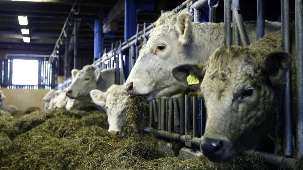 Djurvälfärd. I Sverige använder mycket lite antibiotika inom djurhållning för livsmedelsproduktion. Tvärtom är det på många andra håll i Europa.