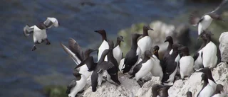 Segelbåt skrämde fåglar på Karlsö
