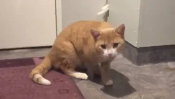 Katten Tjorris.
