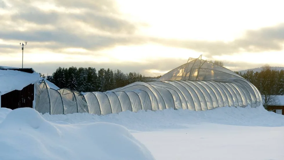 RASERAT. Slut med tomater från tomatodlingen i Nybyn. Tyngden från snön har fått stålkonstruktionen i växthuset att ge vika.