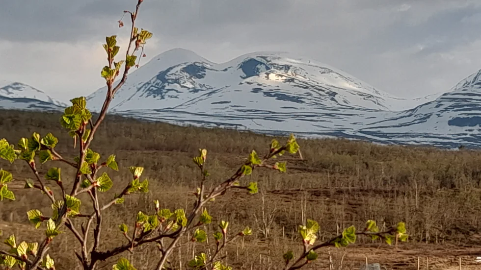 Björkarna slår ut i Abisko.