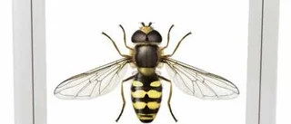 Om små, snabba insekter som kräver lupp och god kunskap