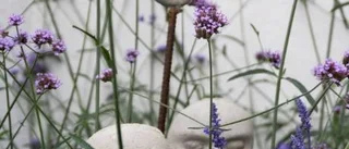 Månadens blomma