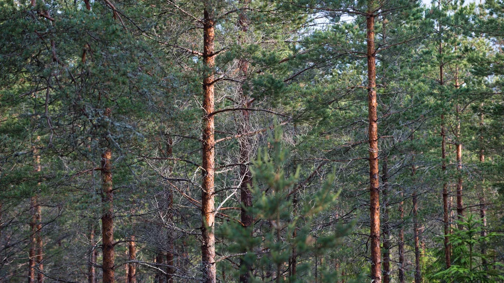 Norrlands tallskogar är särskilt utsatta för svampinfektioner och betande älgar. Arkivbild.