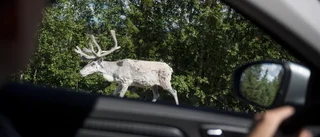 Renar flyttas över E4 – trafiken påverkas