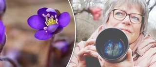 Nu är det vår! Astrid har fångat blåsippor på bild