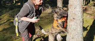 Specialtränade hundar sätts in i kampen mot granbarkborrarna