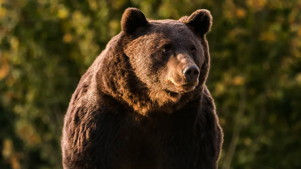 Den stora brunbjörnen Arthur fotograferad 2019 i Rumänien.