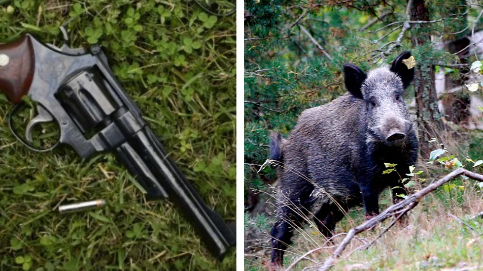 En 80-årig man ansökte om tillstånd att få skjuta vildsvin med en Magnum-revolver.