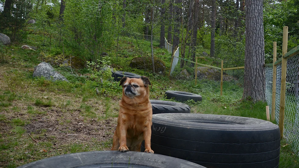 Snart kan hundar i Åtvidaberg få det lika bra som hunden Greta i Vimmerby som har tillgång till en hundrastgård där hon får busa fritt.