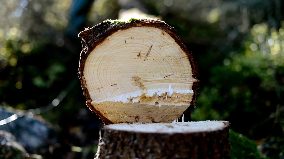 Som privat skogsägare är det lätt att ta emot gratis rådgivning från virkesköparen i samband med avverkning. Följden blir att skogen sköts utifrån industrins behov av råvara, när det istället borde vara skogsägarens egna ambitioner med skogen som styr skogsskötseln, skriver företrädare för Skogssällskapet.