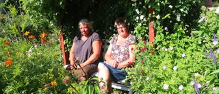 Blomsterprakt i örtagård - men det krävs mycket vatten •"Vi köper inte mycket växter, vi sår och driver upp det allra mesta själva"