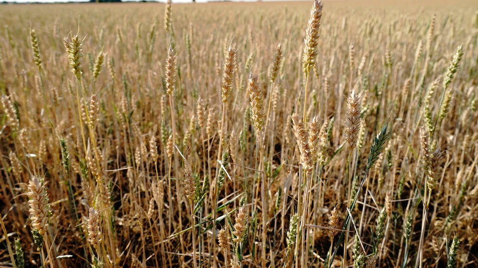 Striden om gentekniken rasar vidare, trots att GMO inte skiljer sig från annan växtförädling. 