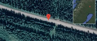 Renar på vägen på väg 99