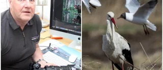 Ovanlig stork siktad i Norduppland