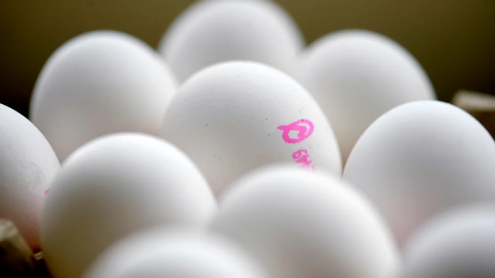Ägg kan bli dyrare i matbutiken – bland annat till följd av dyrare konstgödsel. Arkivbild.