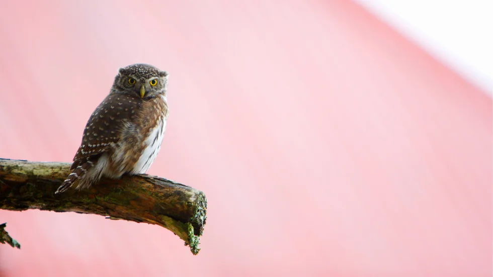Sparvuggla har observerats många gånger i i det planerade vindkraftsområdet vid St Uvberget, intill Hedlandets naturreservat skriver Kristina Bäck, Thomas Björkman, Linda Lindgren Hedlandet.
