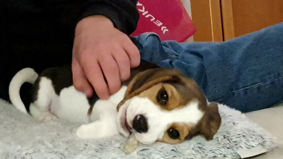 Sonen var ensam hemma, när en hund tog sig in i familjens hem och bet ihjäl pojkens hundvalp. Hunden på bilden har inget med artikeln att göra.